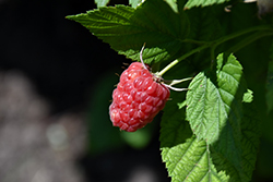 Estate Raspberry (Rubus 'Estate') at Stonegate Gardens