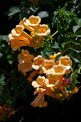 Yellow Trumpetvine (Campsis radicans 'Flava') at The Mustard Seed