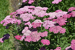 New Vintage Violet Yarrow (Achillea millefolium 'Balvinolet') at Lakeshore Garden Centres