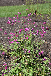 La Trinidad Pink Sage (Salvia microphylla 'La Trinidad Pink') at Stonegate Gardens