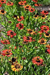 Red Army Sneezeweed (Helenium 'Red Army') at Stonegate Gardens