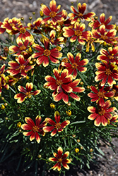 Honeybunch Red and Gold Tickseed (Coreopsis 'TNCORHRG') at Stonegate Gardens