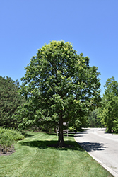 Bur Oak (Quercus macrocarpa) at The Mustard Seed