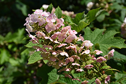 Ruby Slippers Hydrangea (Hydrangea quercifolia 'Ruby Slippers') at Lakeshore Garden Centres