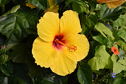 Sunny Wind Hibiscus (Hibiscus rosa-sinensis 'Sunny Wind') at Stonegate Gardens