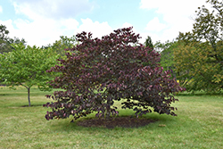 Forest Pansy Redbud (Cercis canadensis 'Forest Pansy') at Stonegate Gardens