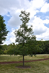 Chestnut Oak (Quercus montana) at Stonegate Gardens