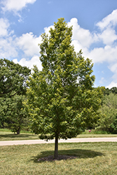 Sawtooth Oak (Quercus acutissima) at Stonegate Gardens