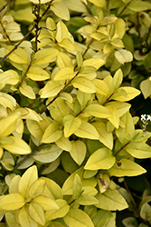 Golden Ticket Privet (Ligustrum x vicaryi 'NCLX1') at Lakeshore Garden Centres