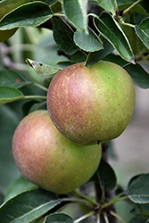 Urban Apple Blushing Delight Columnar Apple (Malus 'UEB 3727-4') at Stonegate Gardens