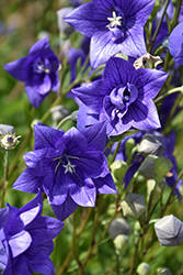 Astra Double Blue Balloon Flower (Platycodon grandiflorus 'Astra Double Blue') at The Mustard Seed