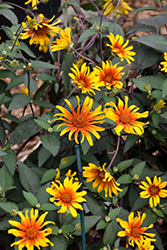 Burning Hearts False Sunflower (Heliopsis helianthoides 'Burning Hearts') at Stonegate Gardens