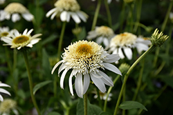 Cone-fections White Double Delight Coneflower (Echinacea 'White Double Delight') at Stonegate Gardens
