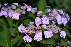 Tiny Tuff Stuff Hydrangea (Hydrangea serrata 'MAKD') at Lakeshore Garden Centres
