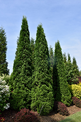 North Pole Arborvitae (Thuja occidentalis 'Art Boe') at Lakeshore Garden Centres