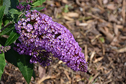 Pugster Periwinkle Butterfly Bush (Buddleia 'SMNBDO') at Lakeshore Garden Centres