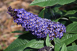 Pugster Blue Butterfly Bush (Buddleia 'SMNBDBT') at Lakeshore Garden Centres