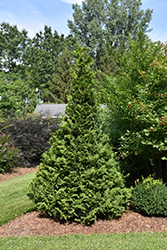Soft Serve Falsecypress (Chamaecyparis pisifera 'Dow Whiting') at Lakeshore Garden Centres
