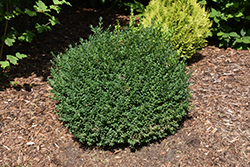 North Star Boxwood (Buxus sempervirens 'Katerberg') at Stonegate Gardens