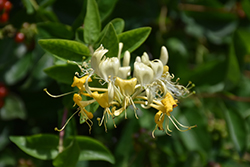 Scentsation Honeysuckle (Lonicera periclymenum 'Scentsation') at Lakeshore Garden Centres