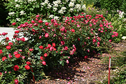 Oso Easy Double Red Rose (Rosa 'Meipeporia') at Stonegate Gardens