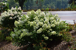 Little Lime Hydrangea (Hydrangea paniculata 'Jane') at Lakeshore Garden Centres