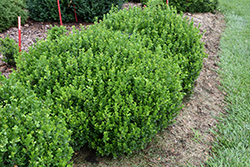 Sprinter Boxwood (Buxus microphylla 'Bulthouse') at Lakeshore Garden Centres