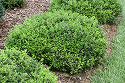 Tide Hill Boxwood (Buxus microphylla 'Tide Hill') at Stonegate Gardens