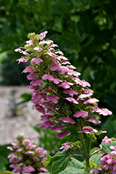 Gatsby Pink Hydrangea (Hydrangea quercifolia 'JoAnn') at Lakeshore Garden Centres