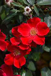 Oso Easy Cherry Pie Rose (Rosa 'Meiboulka') at Stonegate Gardens