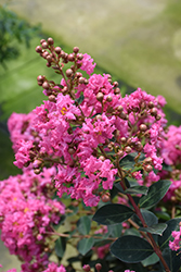 Infinitini Watermelon Crapemyrtle (Lagerstroemia indica 'G2X133181') at Stonegate Gardens