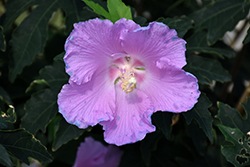 Pollypetite Rose Of Sharon (Hibiscus 'Pollypetite') at Stonegate Gardens