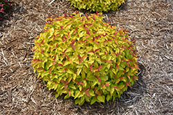 Double Play Candy Corn Spirea (Spiraea japonica 'NCSX1') at Lakeshore Garden Centres