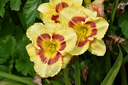 Monterrey Jack Daylily (Hemerocallis 'Monterrey Jack') at Lakeshore Garden Centres