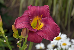 Maestro Puccini Daylily (Hemerocallis 'Maestro Puccini') at Lakeshore Garden Centres