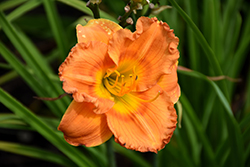 Earlybird Oriole Daylily (Hemerocallis 'Centerton One') at Lakeshore Garden Centres