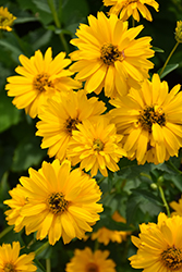 Summer Sun False Sunflower (Heliopsis helianthoides 'Summer Sun') at Lakeshore Garden Centres