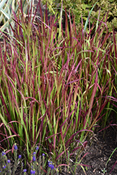 Red Baron Japanese Blood Grass (Imperata cylindrica 'Red Baron') at Stonegate Gardens