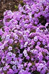 Fashionably Early Princess Garden Phlox (Phlox 'Fashionably Early Princess') at Lakeshore Garden Centres