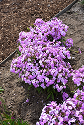Fashionably Early Princess Garden Phlox (Phlox 'Fashionably Early Princess') at Lakeshore Garden Centres