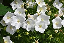 White Clips Bellflower (Campanula carpatica 'White Clips') at Stonegate Gardens