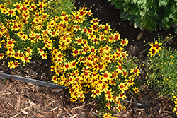 Sizzle And Spice Curry Up Tickseed (Coreopsis verticillata 'Curry Up') at Stonegate Gardens