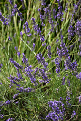 Phenomenal Lavender (Lavandula x intermedia 'Phenomenal') at The Mustard Seed