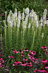 Floristan White Blazing Star (Liatris spicata 'Floristan White') at Lakeshore Garden Centres