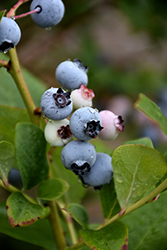 Spartan Blueberry (Vaccinium corymbosum 'Spartan') at Stonegate Gardens
