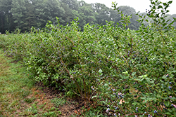 Bluecrop Blueberry (Vaccinium corymbosum 'Bluecrop') at Stonegate Gardens