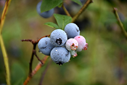 Collins Blueberry (Vaccinium corymbosum 'Collins') at Stonegate Gardens
