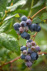 Lateblue Blueberry (Vaccinium corymbosum 'Lateblue') at Stonegate Gardens
