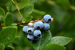Northcountry Blueberry (Vaccinium 'Northcountry') at A Very Successful Garden Center