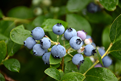 Misty Blueberry (Vaccinium corymbosum 'Misty') at Stonegate Gardens